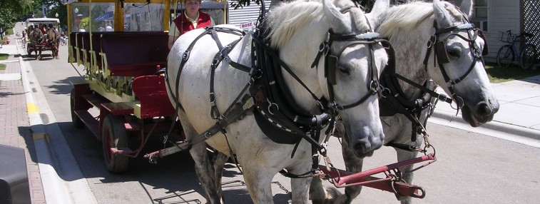 An Equine Tradition: Mackinac Island and all its Horses